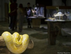 13256493_1101785339885065_8017518369184868179_n