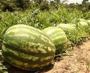 7180cced-d67b-5724-898f-a66d7be7ccb5