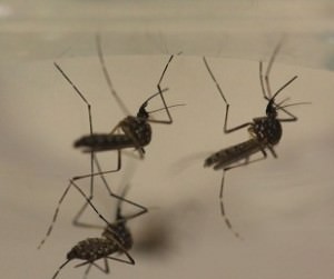 Zika