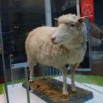 Ovelha ficou famosa no mundo todo