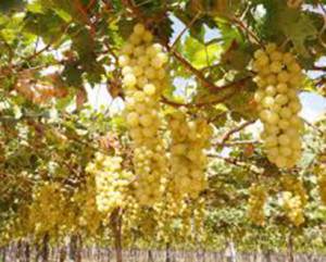 a694f29f-1a9c-5e61-92f2-13475102c058