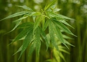 maconha1