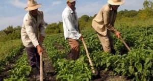 Agricultores