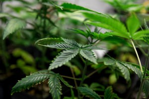maconha
