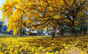 Florada de ipê amarelo da Rodoviária é atração turística. Curitiba, 12/09/2017 Foto:daniel Castellano/SMCS