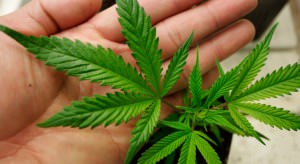 Image: File photo of a medical marijuana starter plant