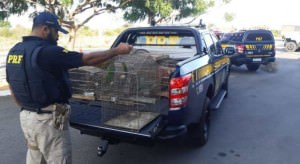 20191217-Aves-Silvestres-730x400