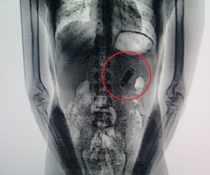 celular-no-corpo