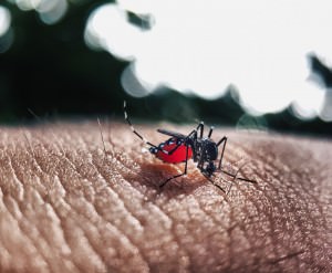 dengue