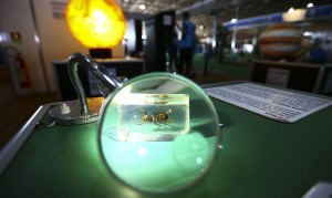 Edição presencial da 17ª Semana Nacional de Ciência e Tecnologia (SNCT).