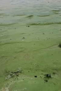 mancha-verde